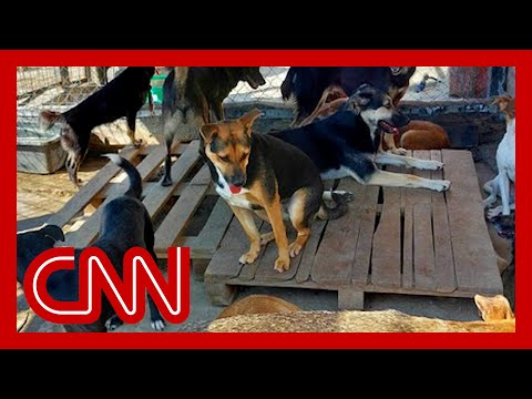 See the shelter that's housing Ukraine's abandoned pets