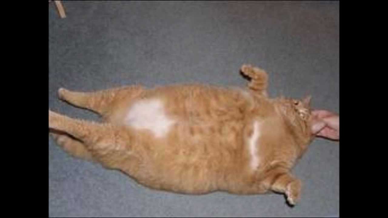 Fattest Cat In The World 2013 Which Cat Is The Largest Cat In The 