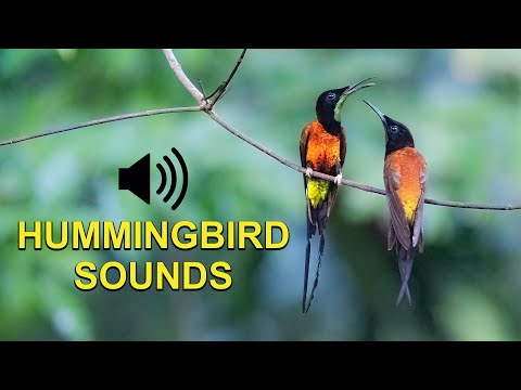 Suara, Kicauan, dan Panggilan Burung Kolibri