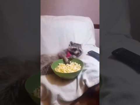 Such fun friends 🤣 top funniest moments #laugher #funnymoments #funnyanimals