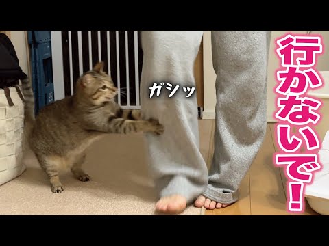 寝室に行く主を何度も必死に引き止めてくる猫が可愛過ぎる