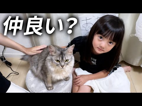 うちに来てもうすぐ3年。仲が良いのか悪いのかわからない妹猫の誕生日を祝う6歳娘