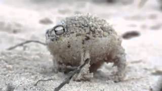 世界上最萌的青蛙-南非納馬雨蛙