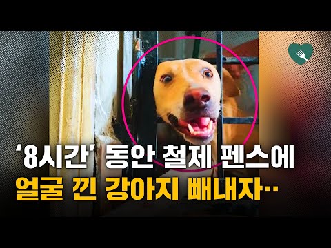 펜스에 8시간 끼어있던 강아지 빼내자 향한 곳