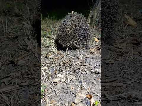 Факты про ёжика #мирживотных #animalworld #shorts