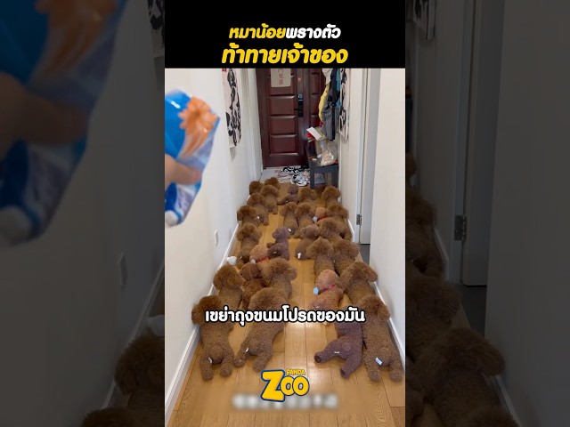 หมาน้อยพรางตัว ท้าทายเจ้าของ