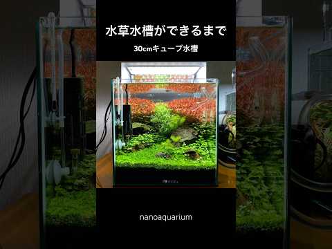 美しい水草水槽ができるまで create an aquarium #shorts #水草水槽 #アクアリウム #aquarium