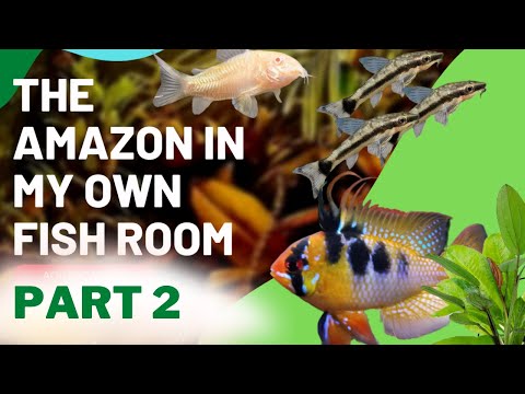 PART 2_ AMAZON FISH TANK SETUP - Adding Plants and G’day everyone!

This week’s video is all about finishing off what we started with the Amazon ta