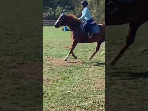Flipys backkkk#equestrianriding #horse #smalljump #horseenthusiast #equestrian #horsefan #horsegirl