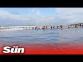 Viral video: Beachgoers form human chain to save drowning tourist, wins hearts