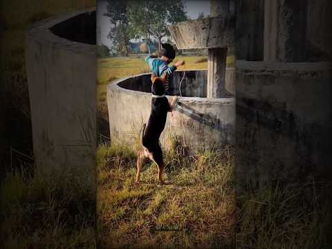 Why He Jump with Dog 😱🐕‍🦺 #jump #dog