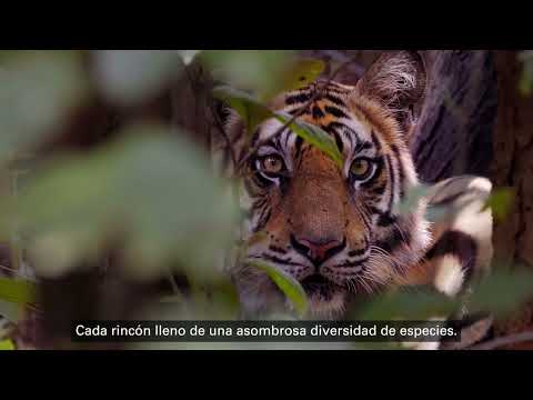 De la ambición a la acción | Narrado por Jason Momoa para WWF