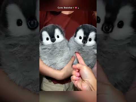 Cute baby Panguins 🤩😘 #panguin #shortvideo #cuteanimals #shorts #viralvideo #viral #video #trending