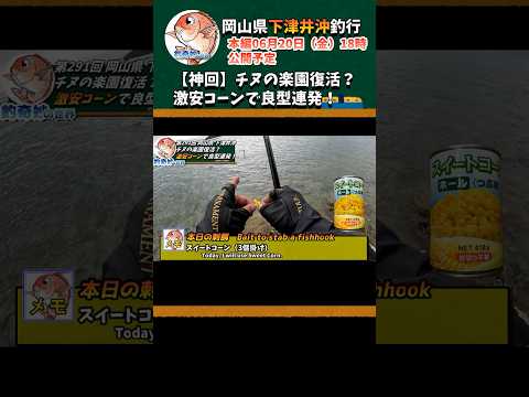 【神回】チヌの楽園復活？激安コーンで良型連発！#shorts