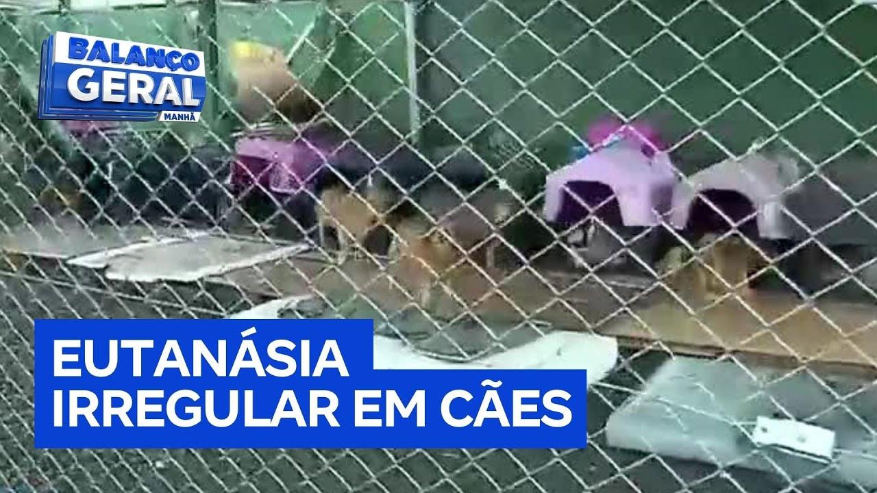 Operação investiga suspeitos de praticar eutanásia irregular em cães em Canoas RS