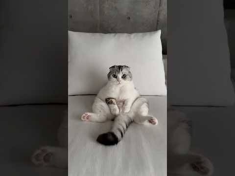 猫の動画サムネイル - 😺？#cat #猫