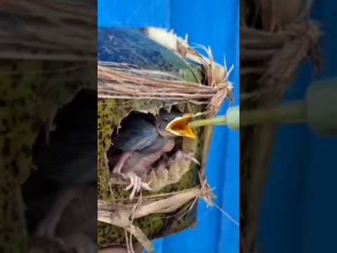 baby bird eating porridge