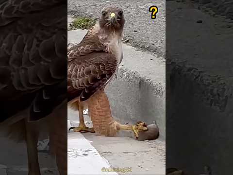 Ratón Entregándose 🐭 🦅 [Mira porque] 🤯