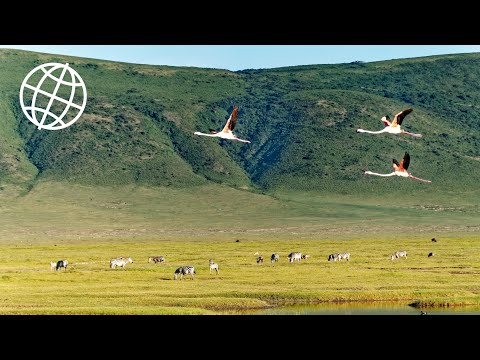 Ngorongoro Crater & Conservation Area, Tanzania in 4K Ultra HD