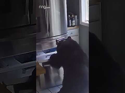 A bear broke into a home and stole WHAT from a freezer?! #bear #funnyanimals