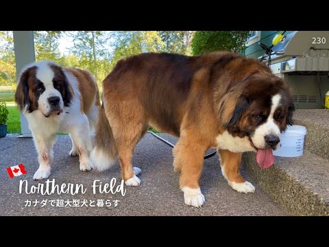 立派な番犬に俺はなる！／今年も秋のクマ祭り⁉︎【超大型犬とカナダで田舎暮らし】