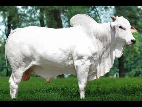 B5278 FIV DA EAO - Nelore