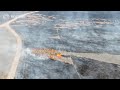 Drone captures devastation after Texas wildfires | REUTERS