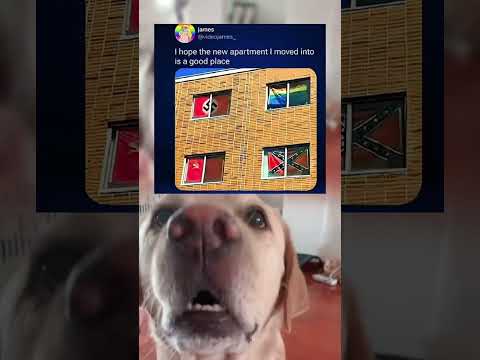 #memes #story #dog #shorts #pets