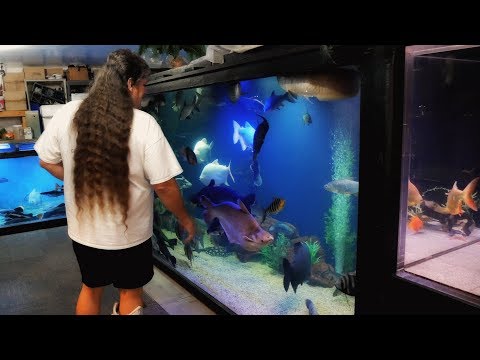 He Lives Here! The Craziest Home Fishroom (Returni I return to my favorite home fishroom, and one with an awesome purpose_ The Ohio Fish Rescue. Big Ri