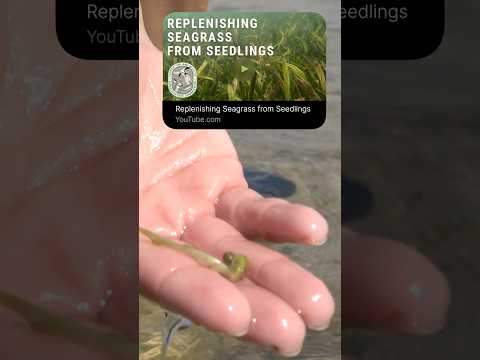 Seagrass seedling research Follow-Up video thumbnail