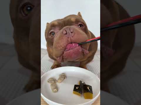 #万物可爱计划#记录和它的每个夏天 #恶霸犬 #声控 #asmr