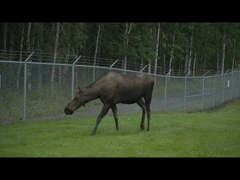 Alaska moose wanders outside Joint Base Elmendorf-Richardson on eve of Trump-Putin meeting | AFP
