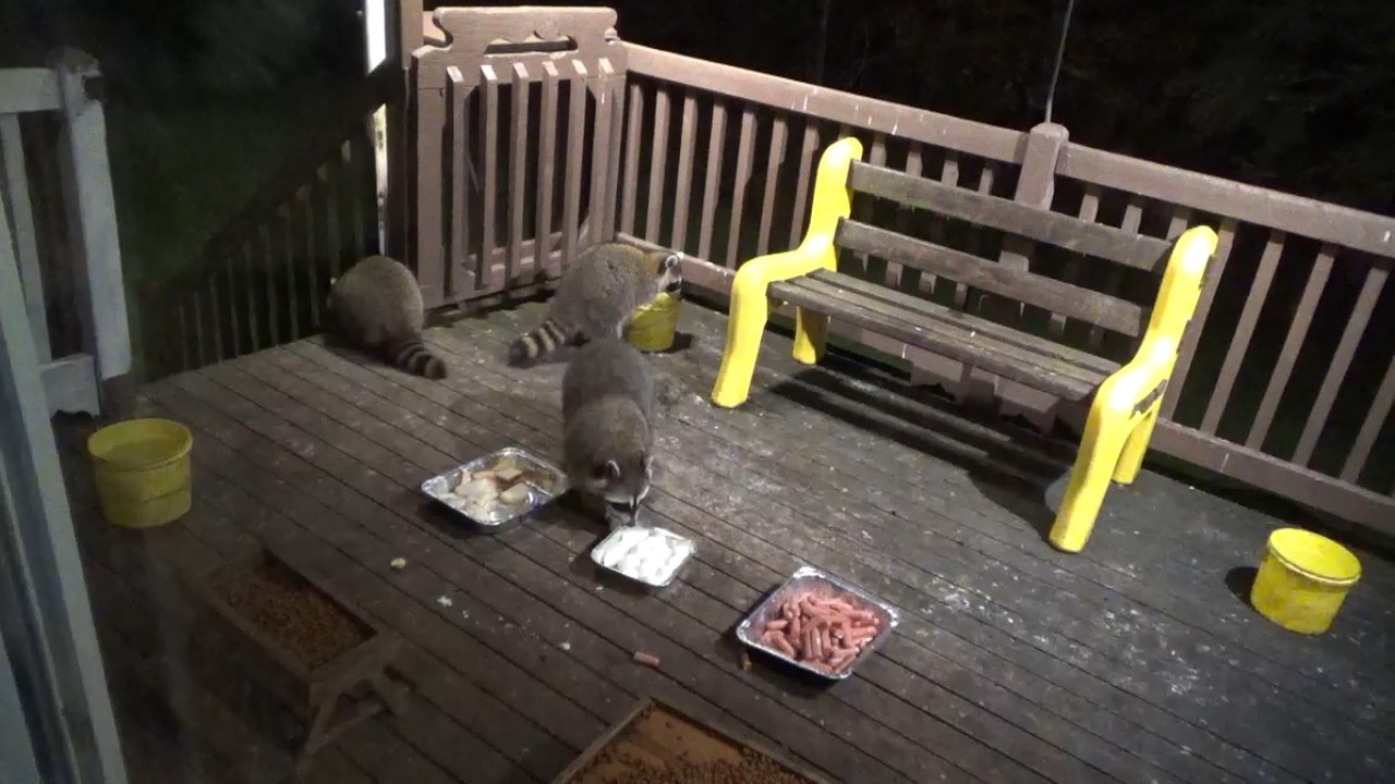 INTERNATIONAL RACCOON DAY PART TWO