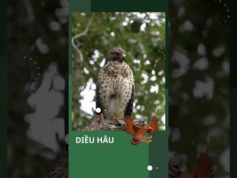 DIỀU HÂU VÀ NHỮNG SỰ THẬT THÚ VỊ MÀ BẠN CÓ THỂ CHƯA BIẾT #animals #shorts