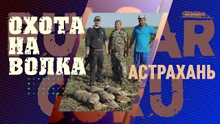 Охота на волка в Астрахани Охота на волка в Астрахани