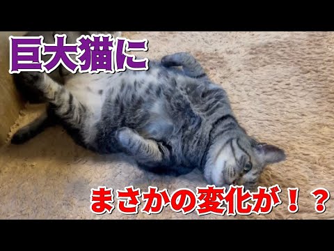 ちゅー猫チャンネル 最新動画まとめ - まとめちゅーぶ