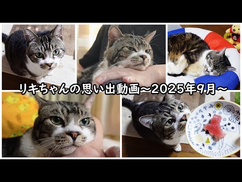 リキちゃんの思い出の動画～リキちゃん監督・ミニオンとリキちゃん・パパと一緒・大好物まぐろをペロリ～202509公開　【リキちゃんねる　猫動画】 キジトラ 猫のいる暮らし
