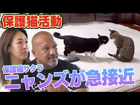 【遂にこの時が・・・】保護猫生活を送るサクラが先住ニャンズたちと急接近（サンシャイン池崎一門ラミレスおじさん）