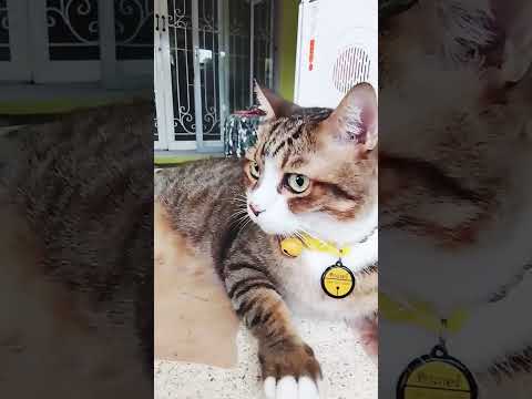 #ทิกเกอร์แม่บอกว่าให้นอนอยู่เฉยๆวันนี้ฝนตกแม่จะถ่ายรูป😅😂🤣