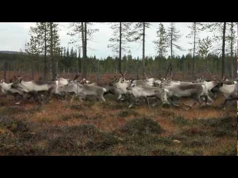 Aatsinki: The Story of Arctic Cowboys'