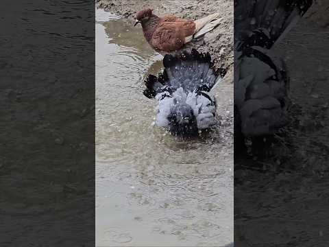 The Happiest Pigeon Bath You'll See All Day! #shorts #pigeon
