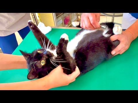 猫ソラン君の異常発見と検査結果の詳細 サムネイル
