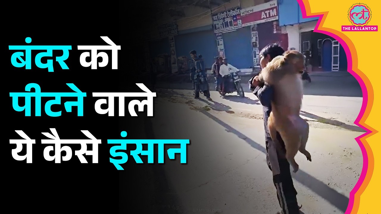 Haryana के Palwal में पकड़ा गया 51 हज़ार का इनामी बंदर, लोग चांटे मारने लगे