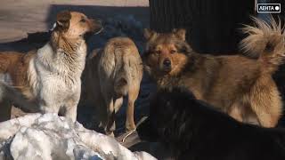 В Артёме начали отлов безнадзорных собак