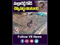 This Kadaknath Hen Listens His Owners words, Video Goes Viral |  V6 News - 00:58 min - News - Video