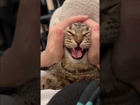 猫の動画サムネイル - めっちゃ鳴く可愛すぎる猫たち集!! #shorts #猫 #cat