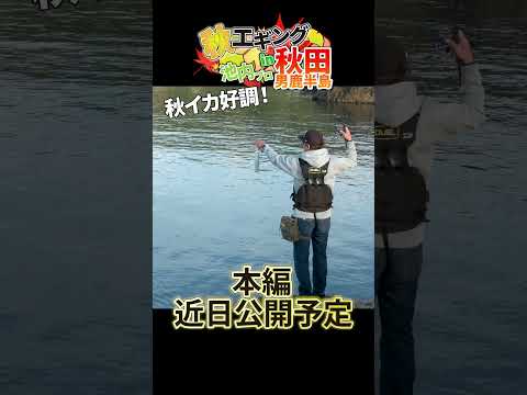 秋田アオリイカ好調！本編近日公開予定！