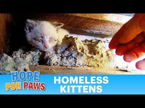 Hope For (little) Paws - I need a diet so I can crawl into places like this!!! :-)