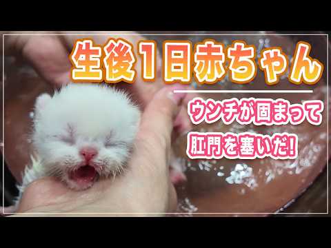昨日産まれた赤ちゃん猫のお尻が大変なことになったので洗います | 真っ白のはずなのにお尻だけ黄色いのは何故か! | 赤ちゃん猫でもお風呂が気持ち良いとわかるのが尊い【エキゾチック】