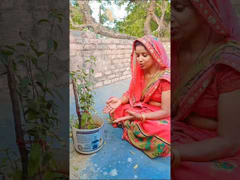 कहवा से तुलसी जन्म #sorts #viralreel@SonyMusicIndia@singh79768